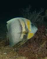 Cortez Angelfish